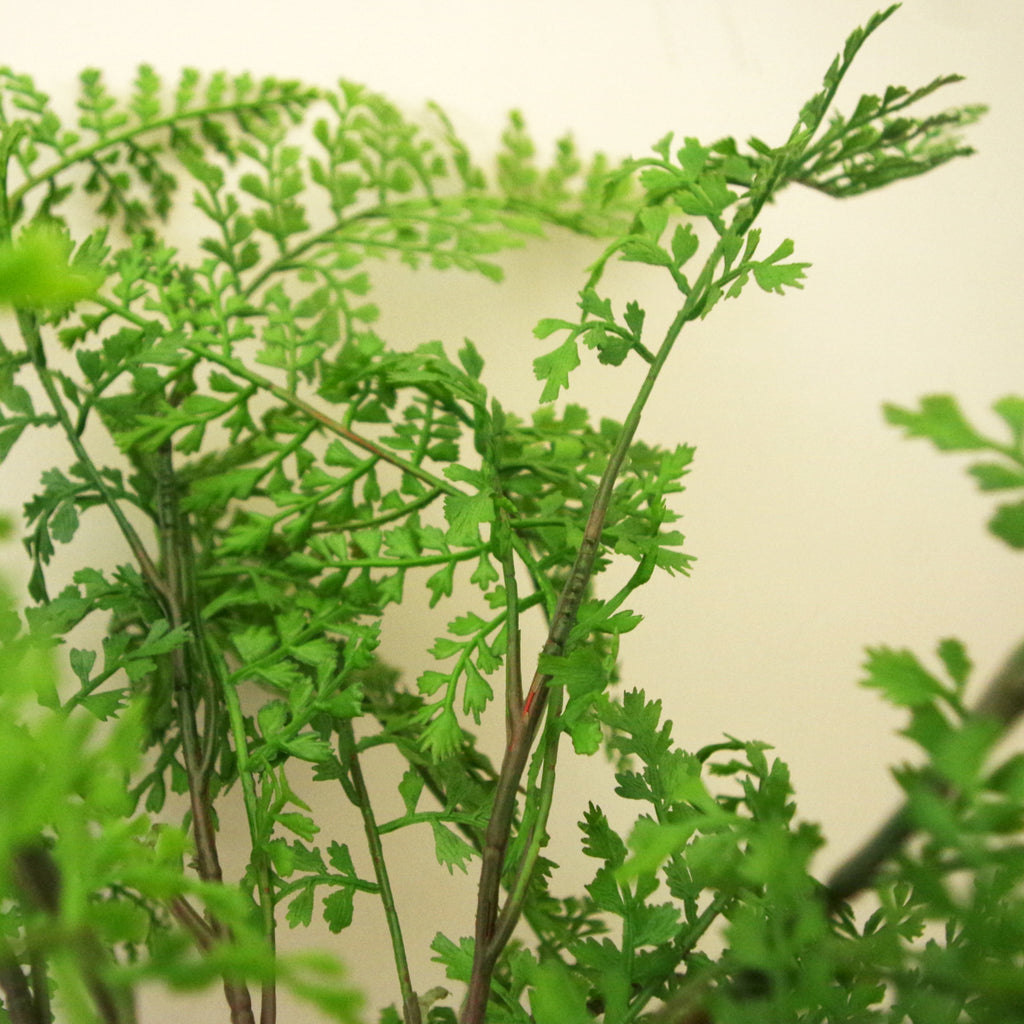 65cm Realistic Artificial Fern Plant