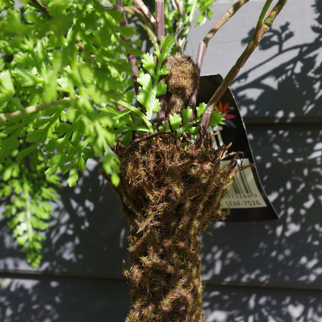 55cm Mini Artificial Fern Tree with Pot
