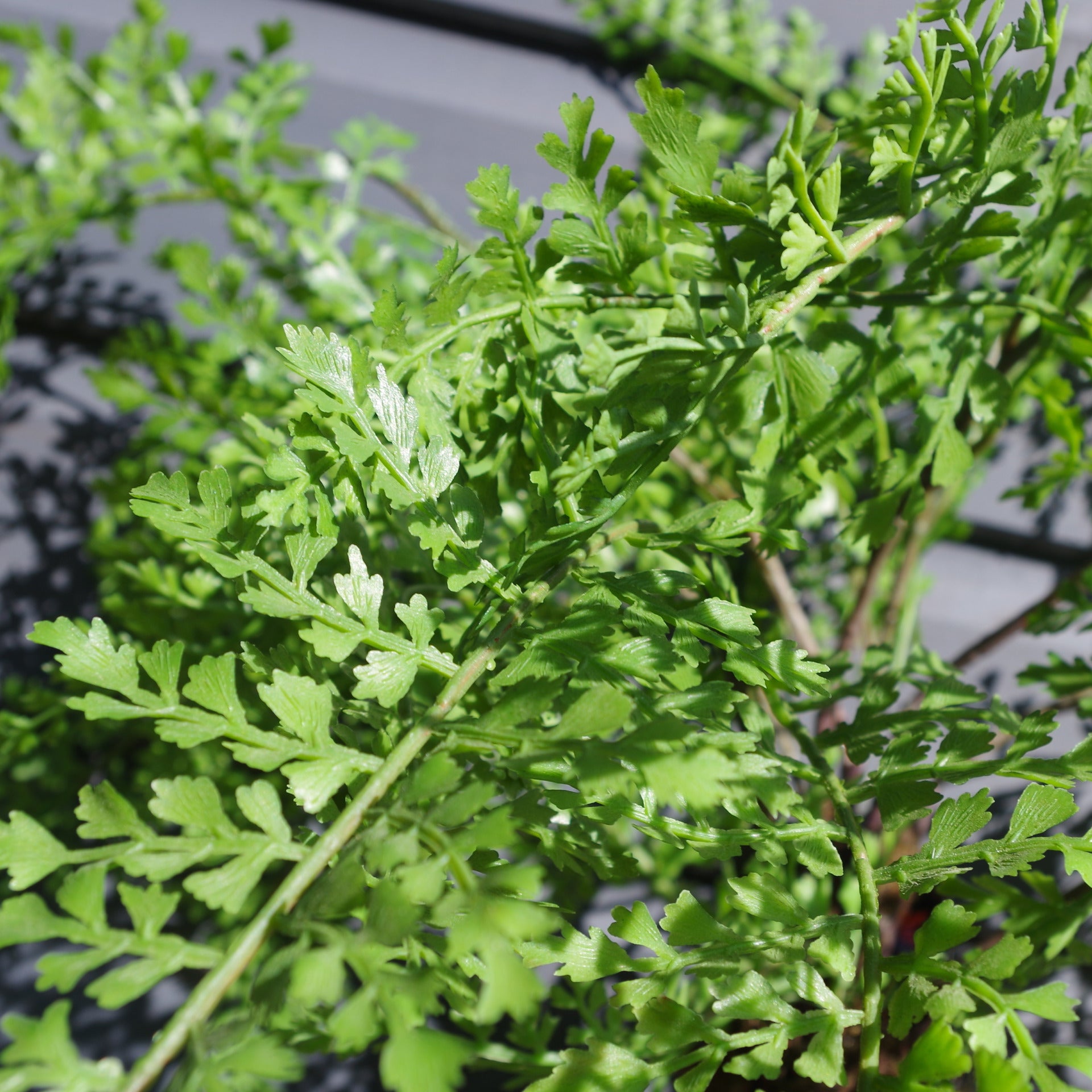 55cm Mini Artificial Fern Tree with Pot