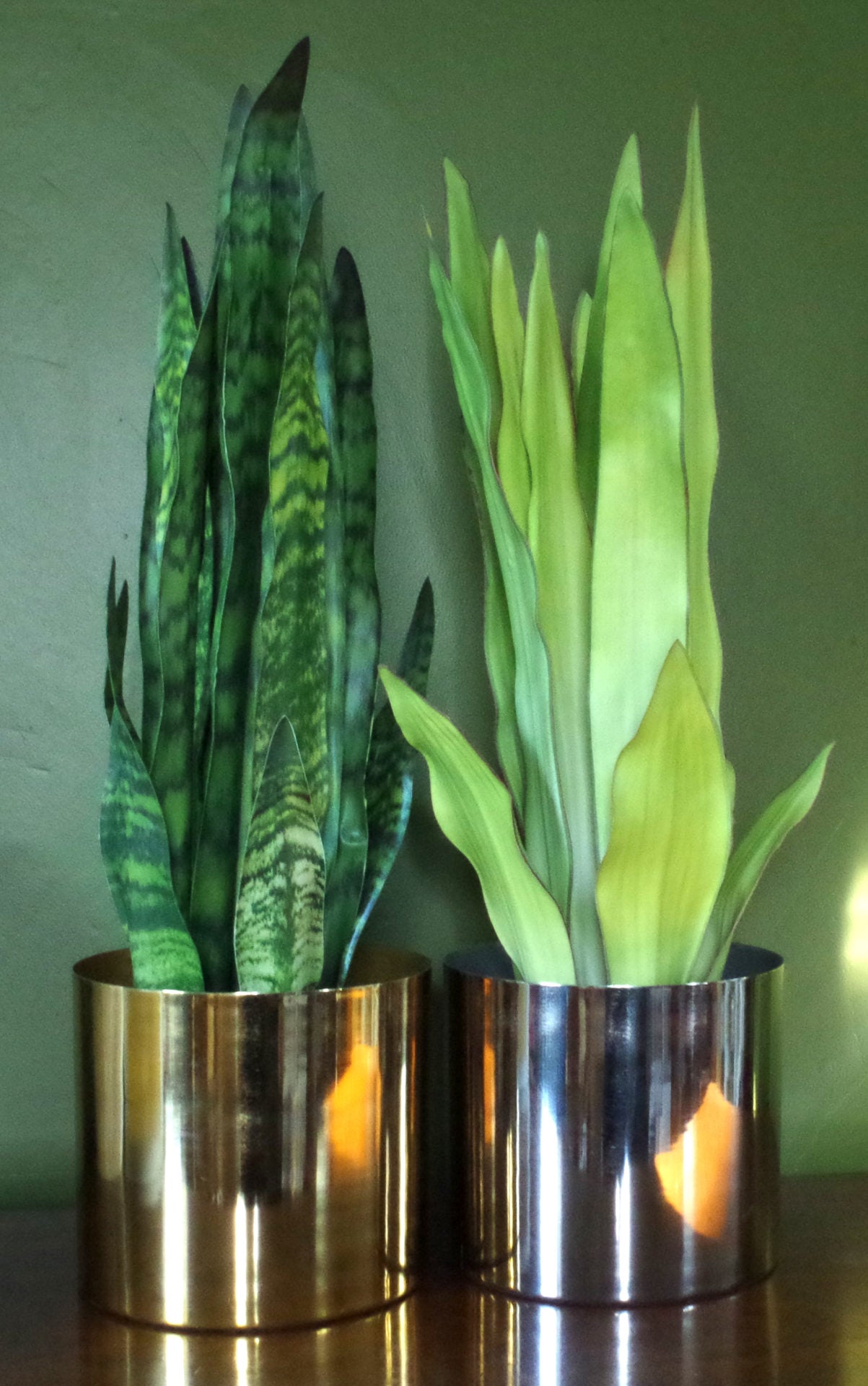 70cm Artificial Sansevieria Moonshine Plant