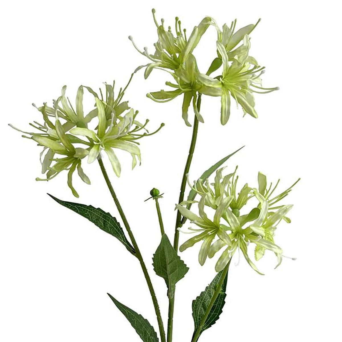Pack of 6 x 72cm Artificial Lime Green Spider Lily Stems