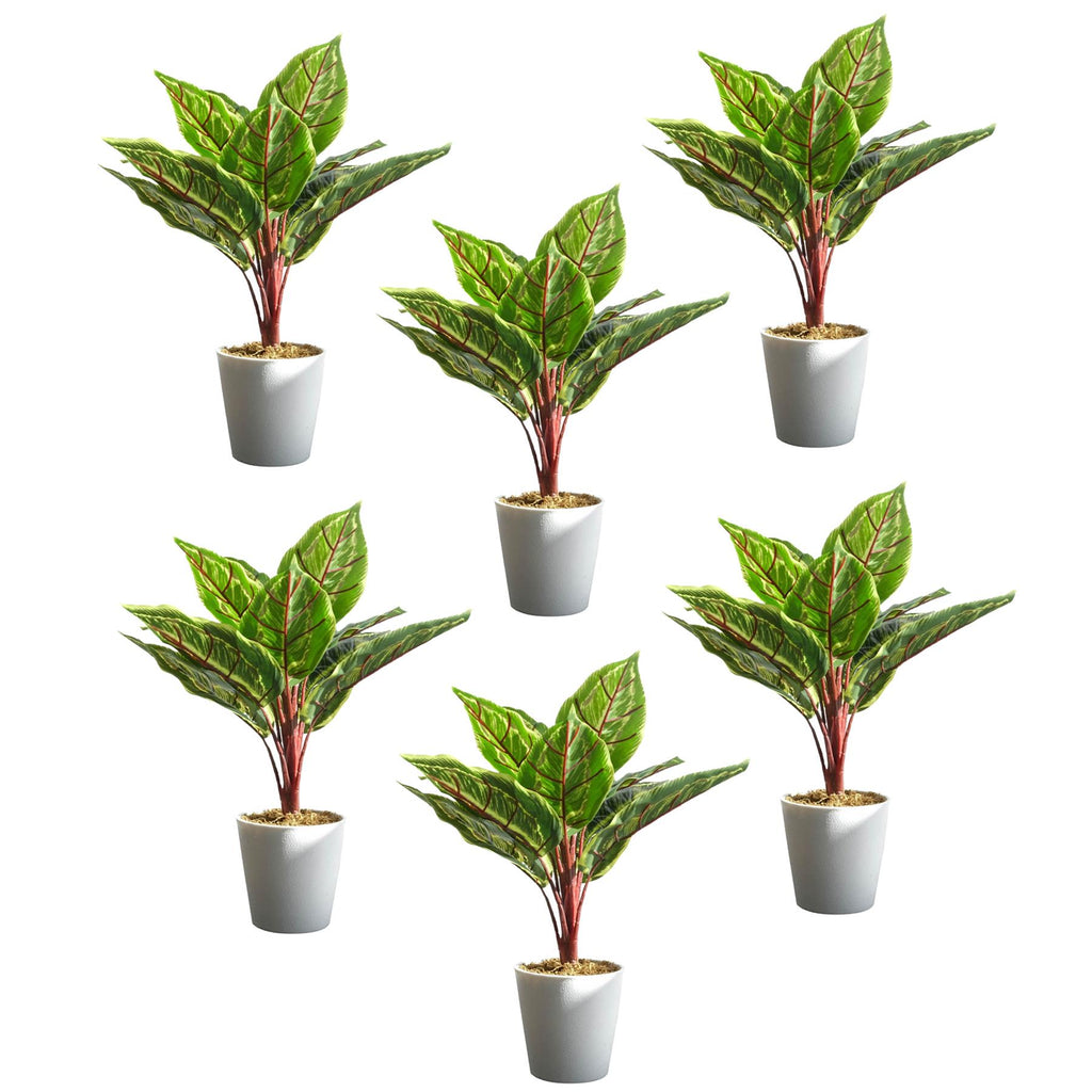 Pack of 6 x 38cm Potted Calathea Veitchiane