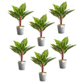 Pack of 6 x 38cm Potted Calathea Veitchiane