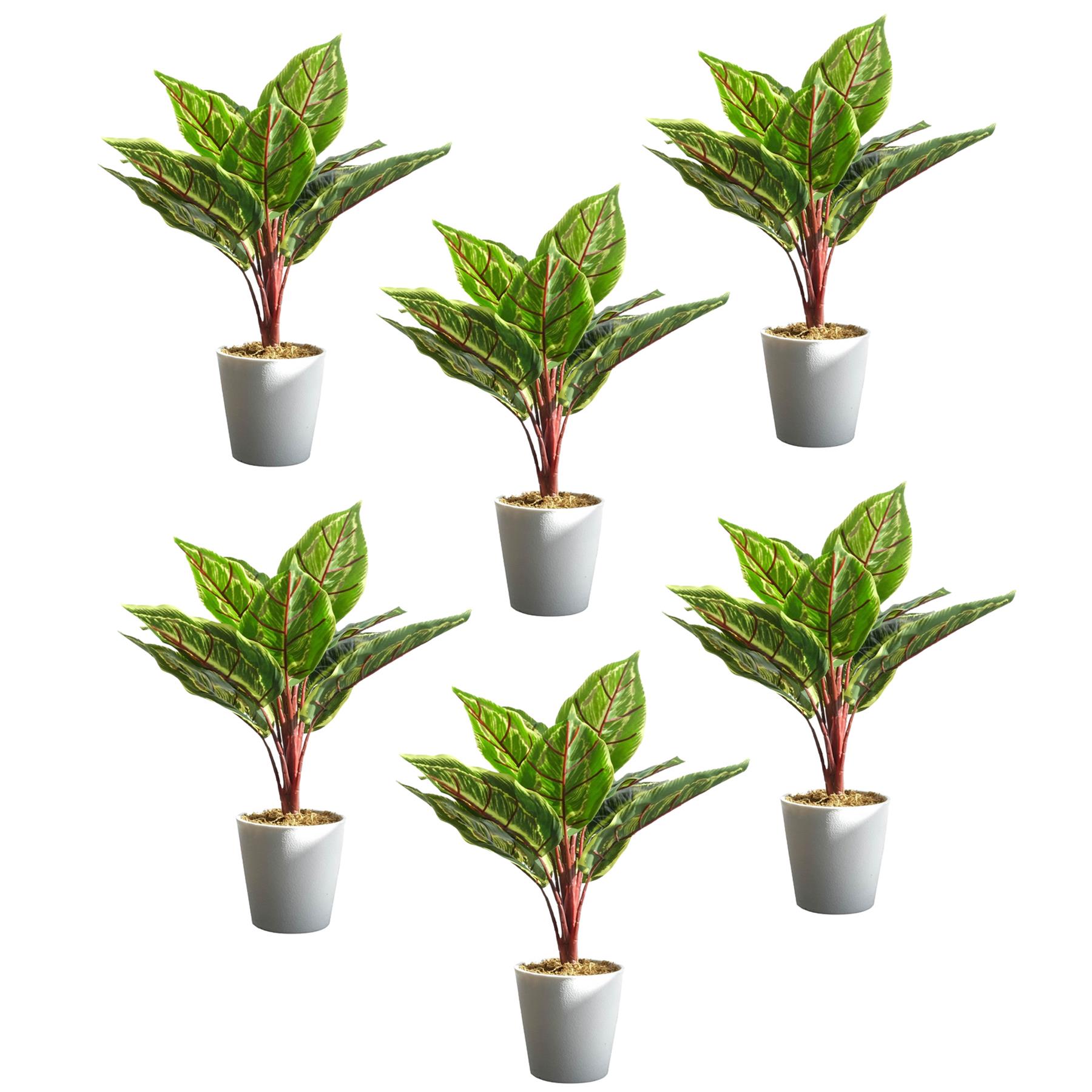 Pack of 6 x 38cm Potted Calathea Veitchiane