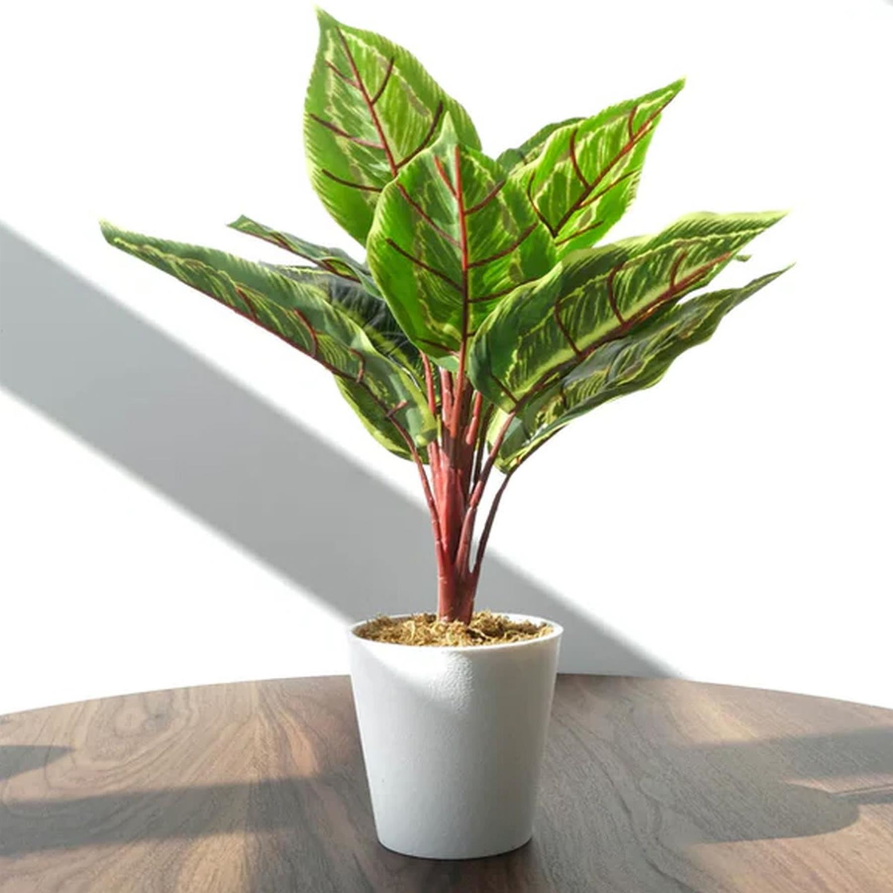 Pack of 6 x 38cm Potted Calathea Veitchiane