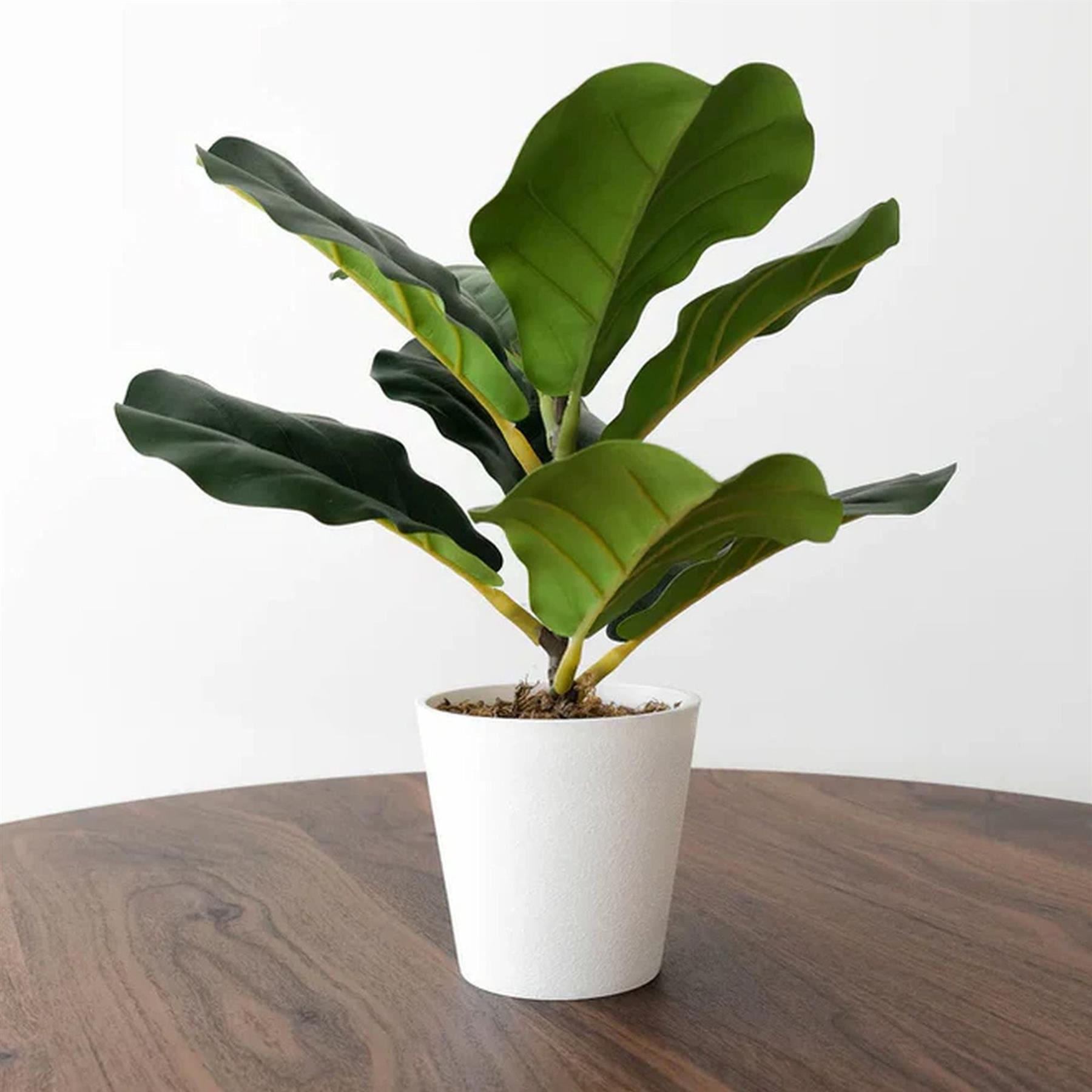 Pack of 6 x 38cm Potted Fiddle Fig Plant